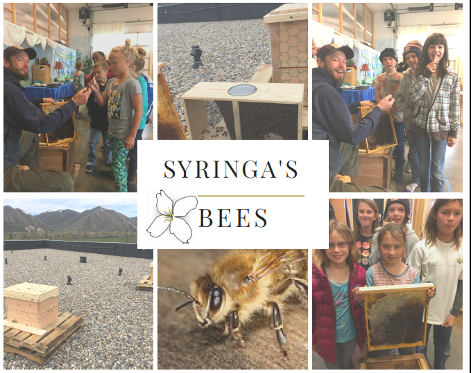 Bees Arrive at Syringa Mountain School